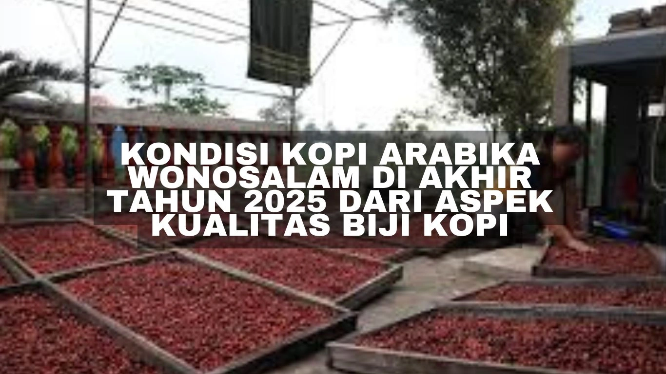 Kondisi kopi arabika Wonosalam di akhir tahun 2025 dari aspek kualitas biji kopi