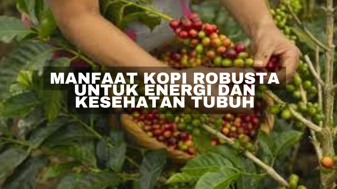 Manfaat Kopi Robusta untuk Energi dan Kesehatan Tubuh