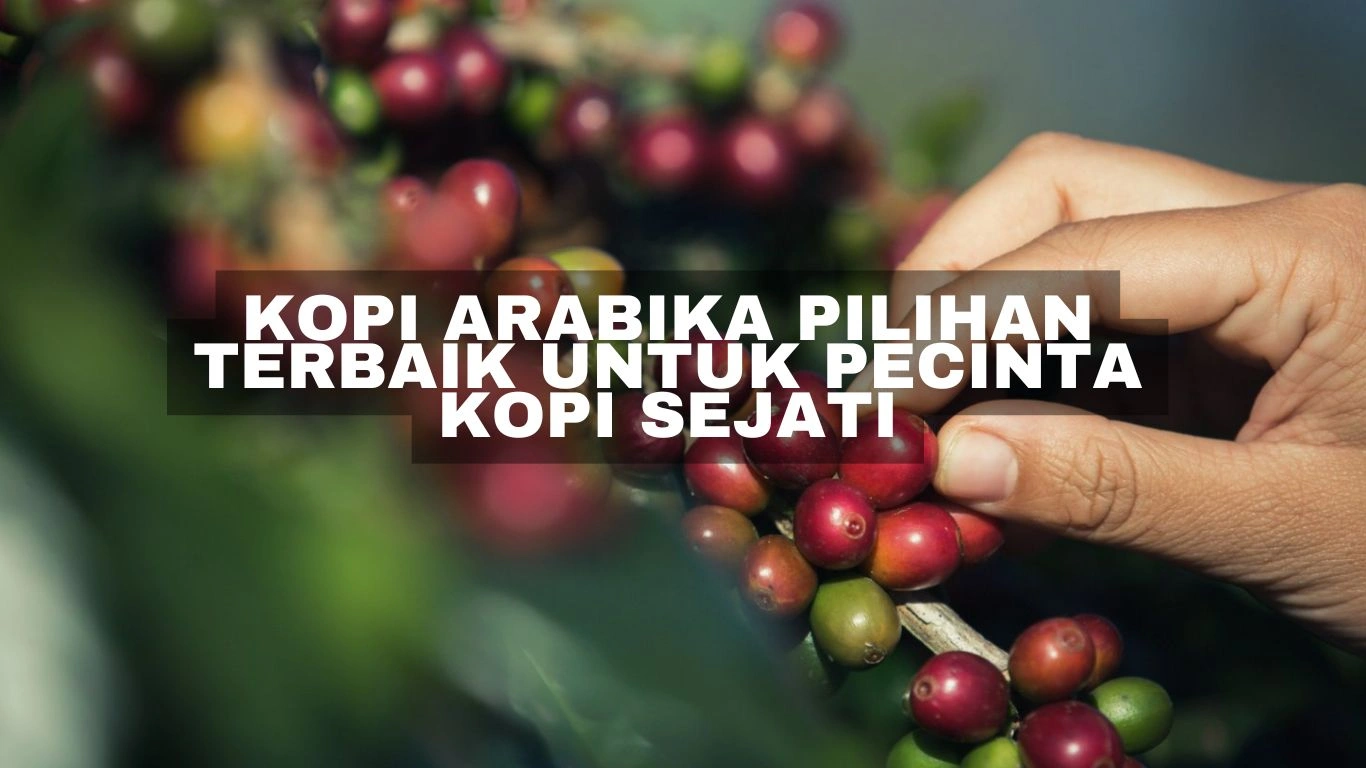 Kopi Arabika pilihan terbaik untuk pecinta kopi sejati