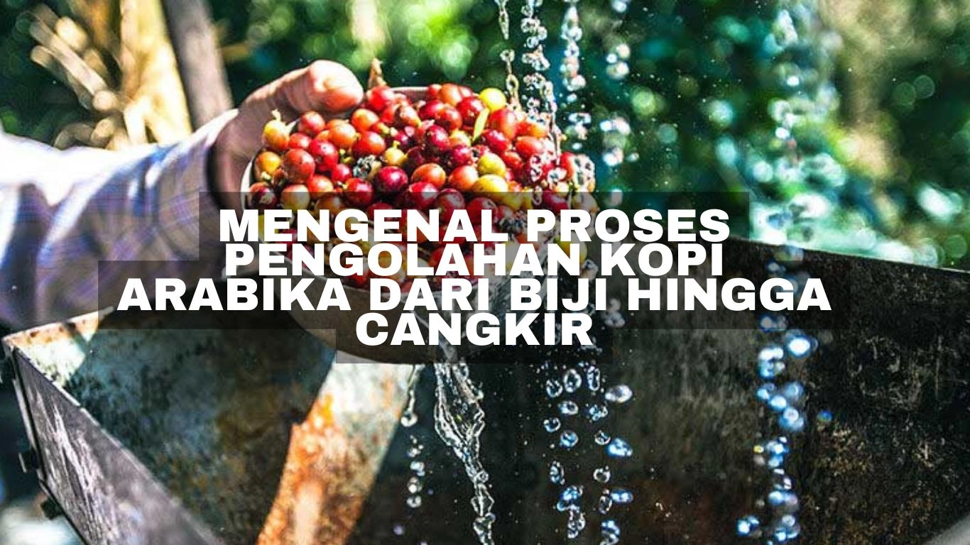 Mengenal proses pengolahan kopi Arabika dari biji hingga cangkir