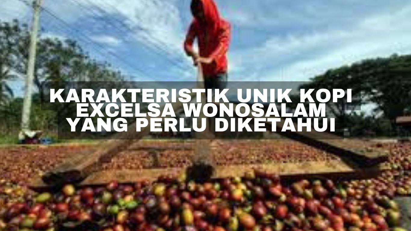 Karakteristik Unik Kopi Excelsa Wonosalam yang Perlu Diketahui