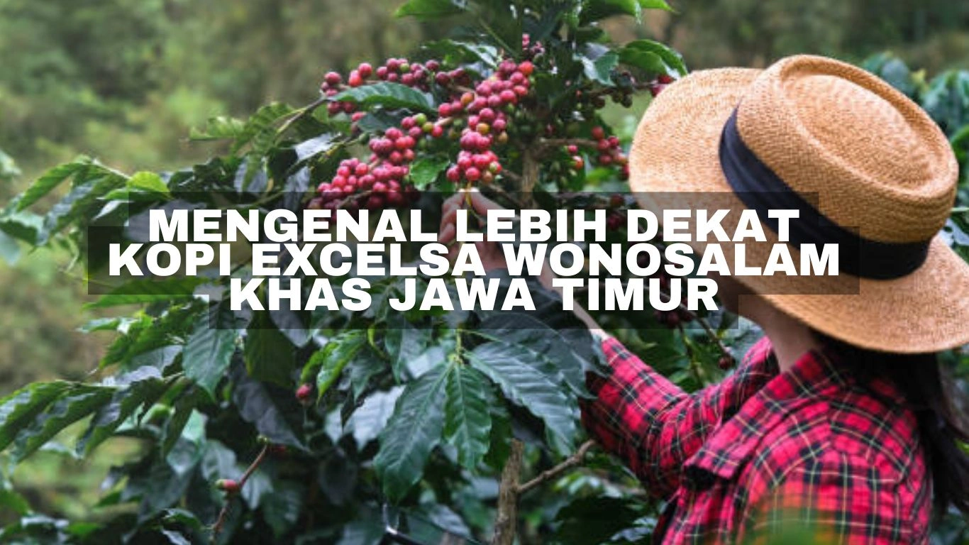 Mengenal Lebih Dekat Kopi Excelsa Wonosalam Khas Jawa Timur