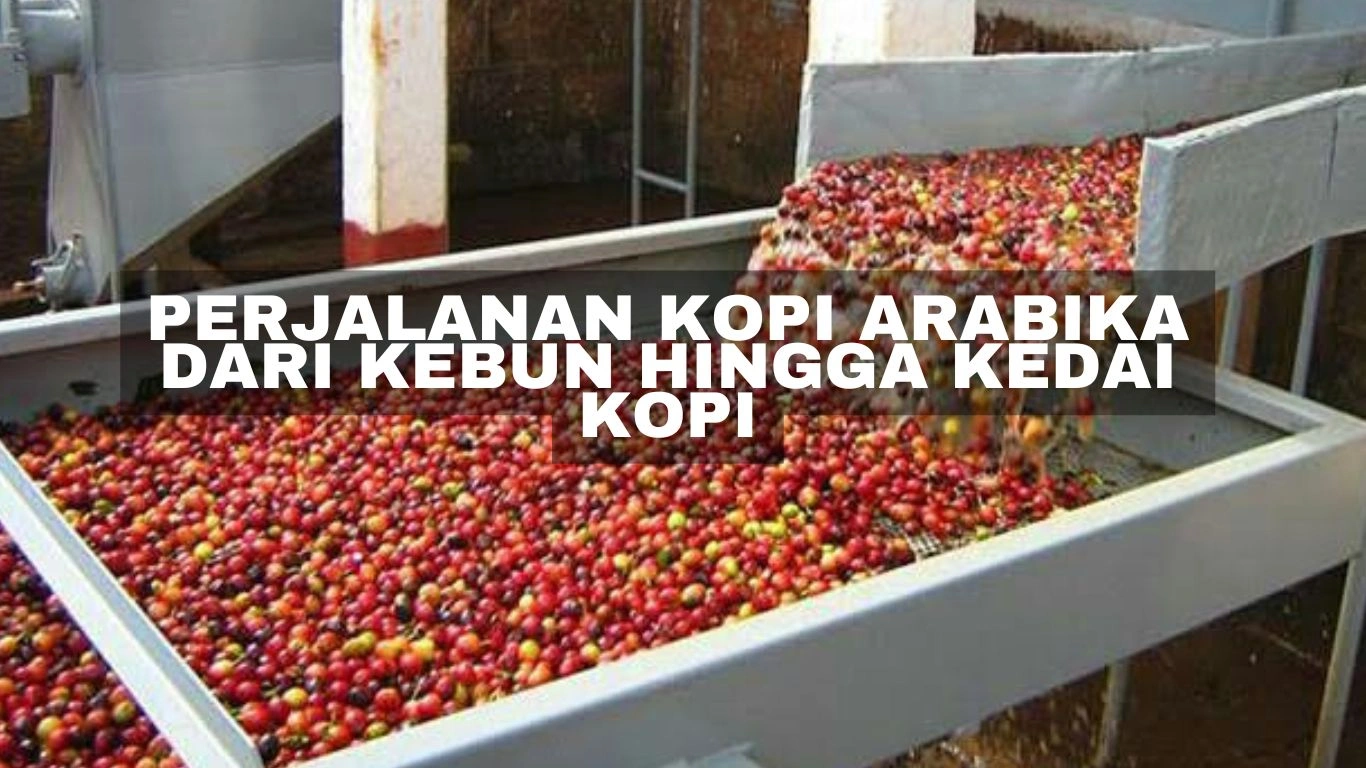 Perjalanan kopi Arabika dari kebun hingga kedai kopi