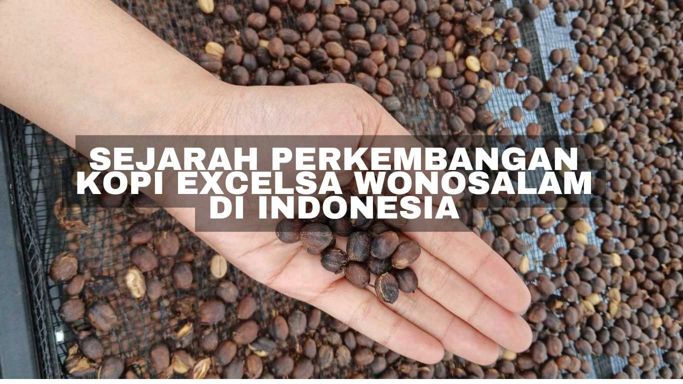 Sejarah Perkembangan Kopi Excelsa Wonosalam di Indonesia