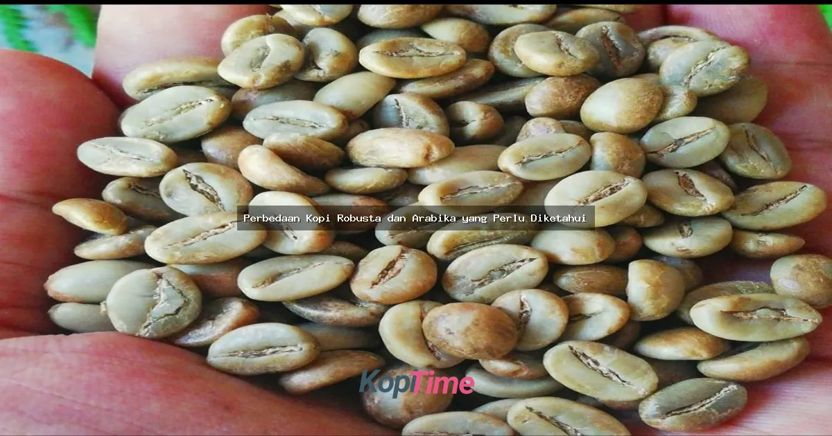 Perbedaan Kopi Robusta dan Arabika yang Perlu Diketahui