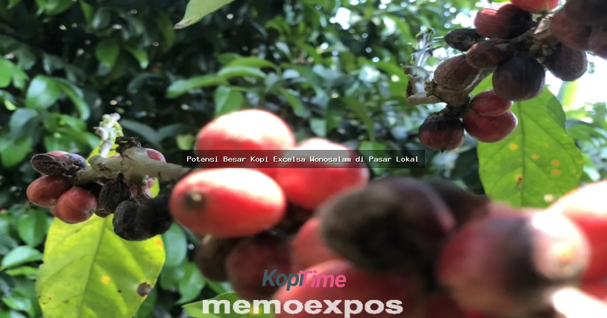 Potensi Besar Kopi Excelsa Wonosalam di Pasar Lokal