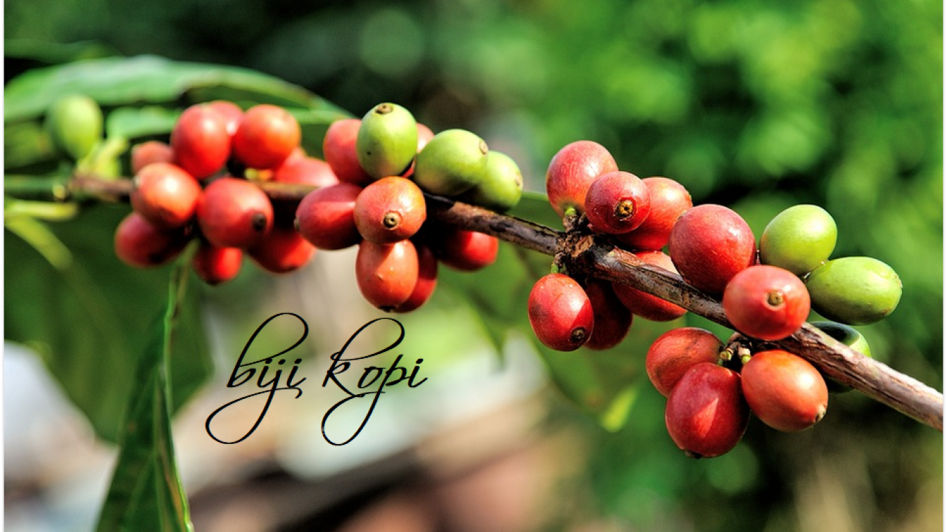 Hubungan Iklim dan Produktivitas Tanaman Kopi di Daerah Tropis