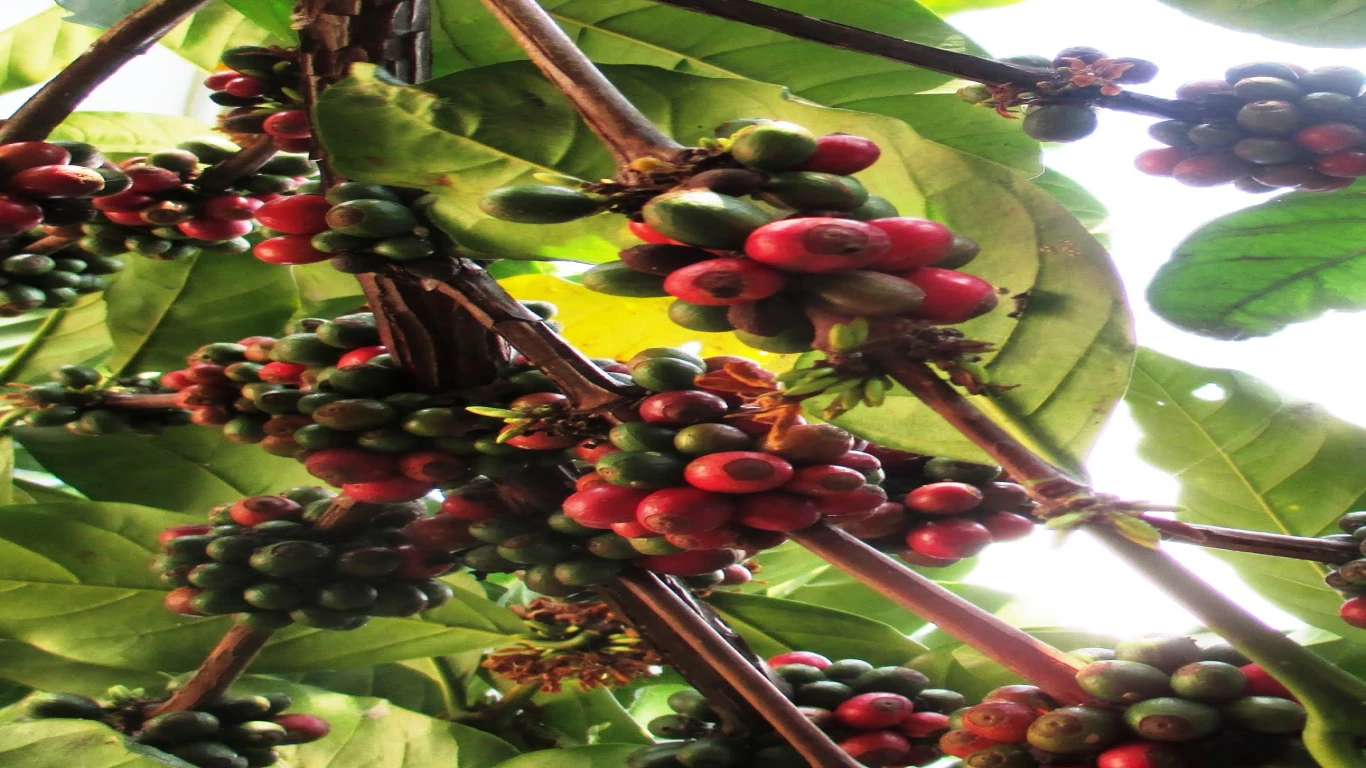 Kopi Wonosalam di Pasar Kopi Internasional