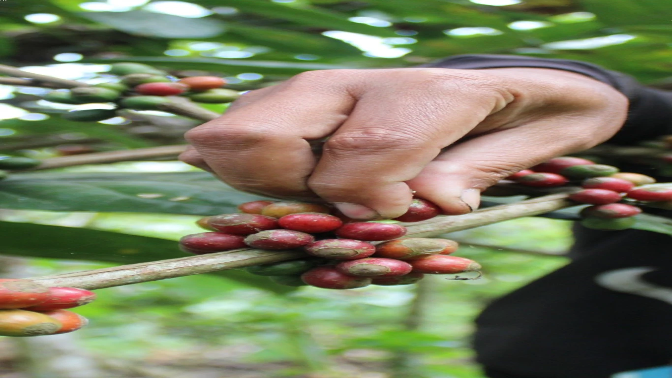 Kopi Wonosalam sebagai Sumber Pendapatan Petani Lokal