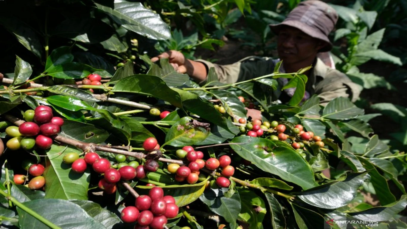 Kopi arabika dari Lereng Gunung