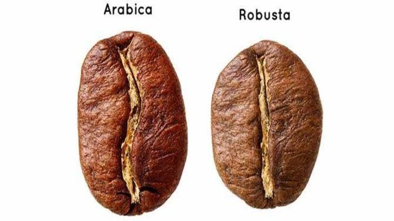 Kelezatan kopi robusta dalam Sajian Dingin