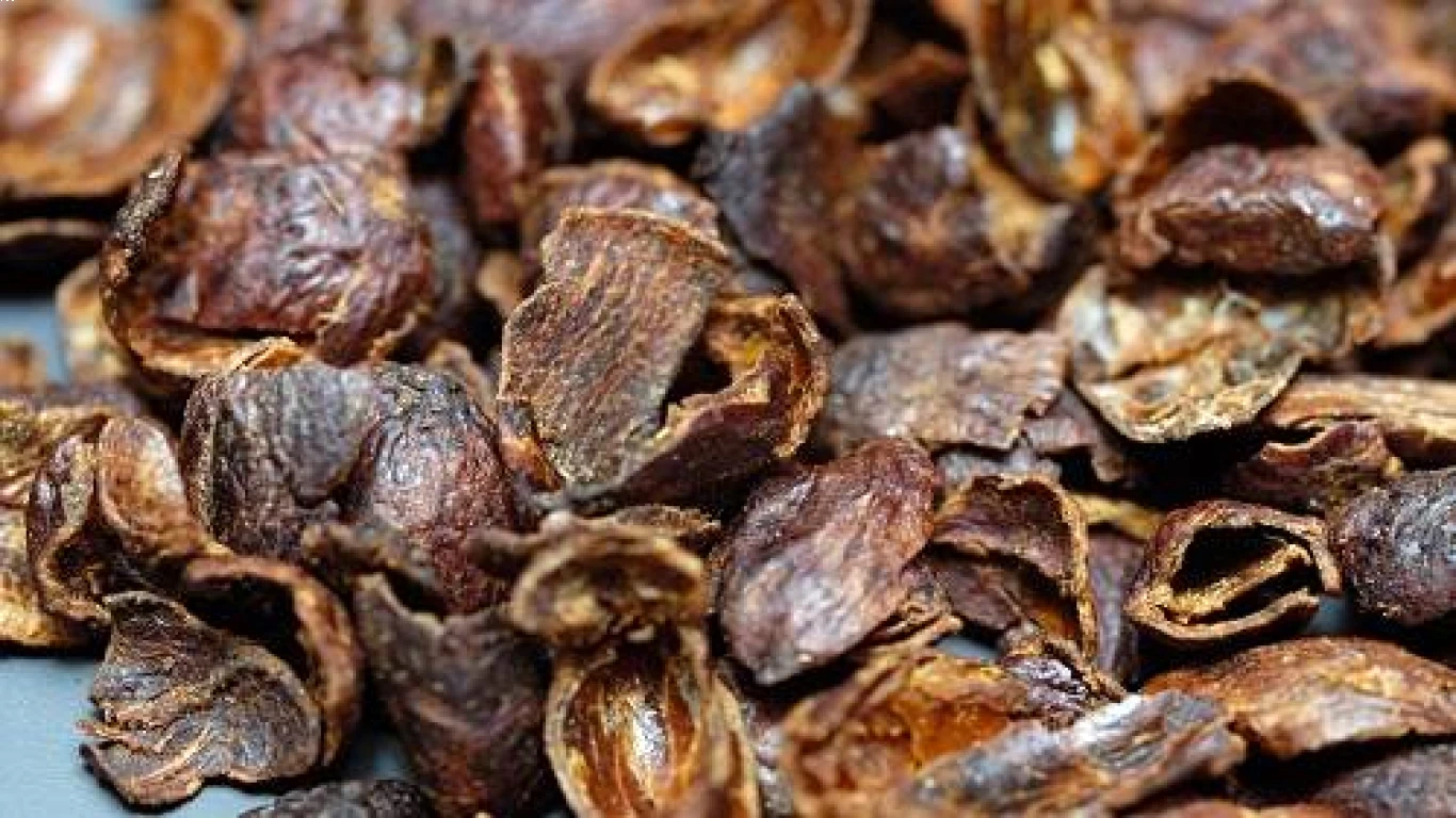 Mengolah excelsa Menjadi Minuman Nikmat