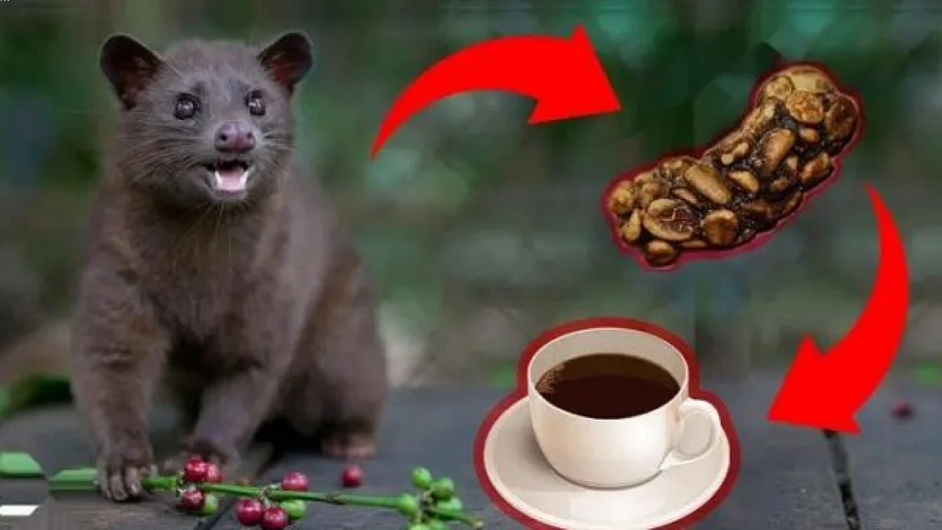 Menelusuri Sejarah Kopi Luwak yang Unik