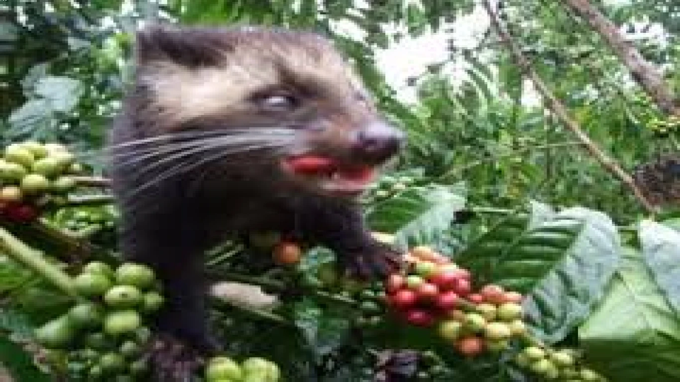 Apa Saja Manfaat Kesehatan yang Bisa Didapat dari Kopi Luwak