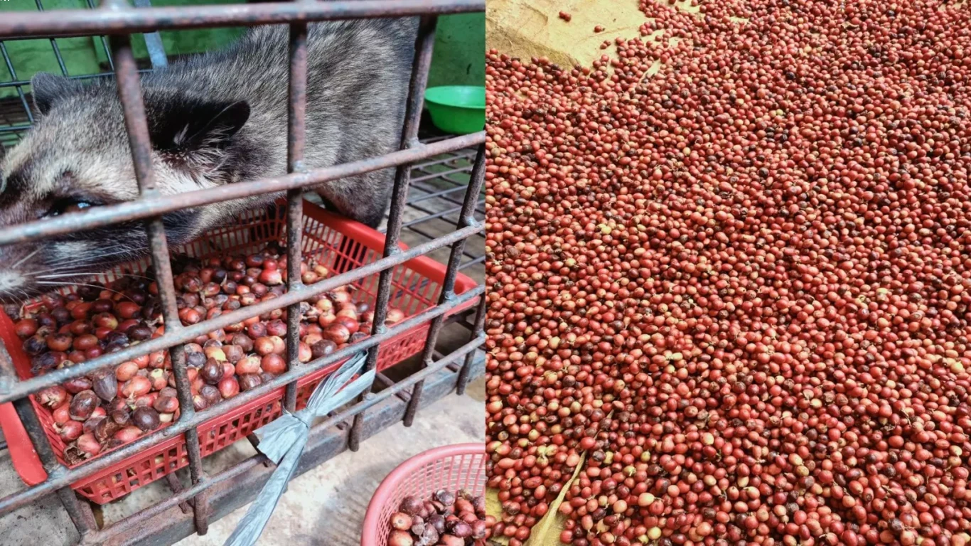Kopi Luwak dalam Dunia Pemasaran Kopi Global