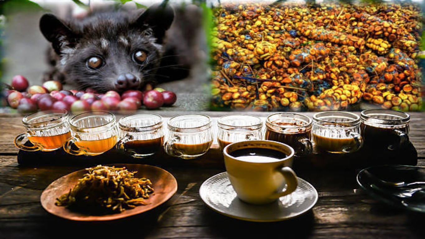 Kopi Luwak dan Proses Pembuatan yang Unik