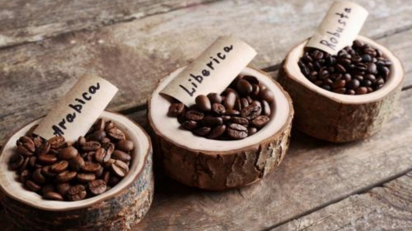 Perbedaan kopi robusta dan Jenis Lain