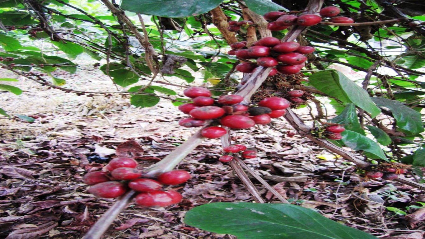 Kopi Wonosalam: Minuman Lokal yang Mendunia