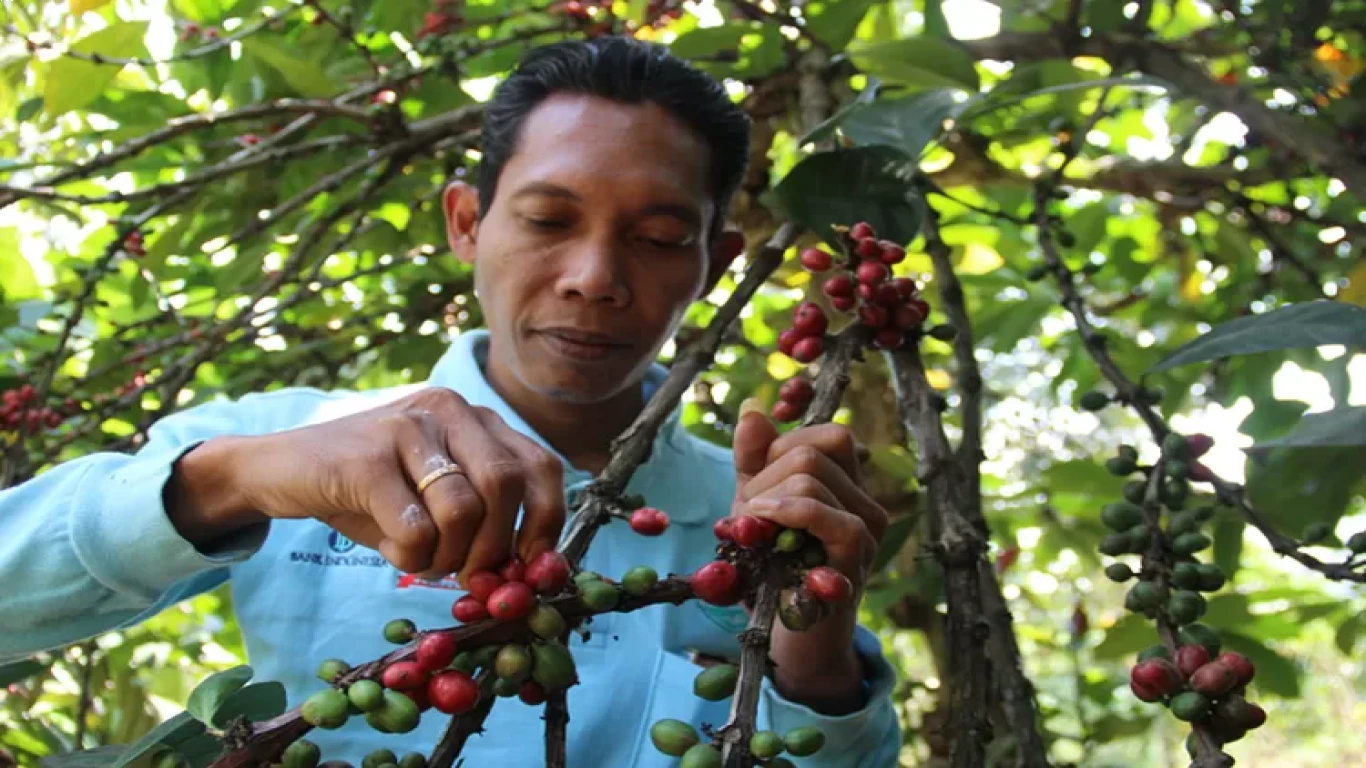 Kopi Wonosalam: Sejarah yang Tidak Terlupakan