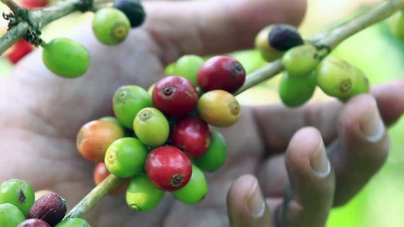 Membedakan kopi robusta Berkualitas Tinggi