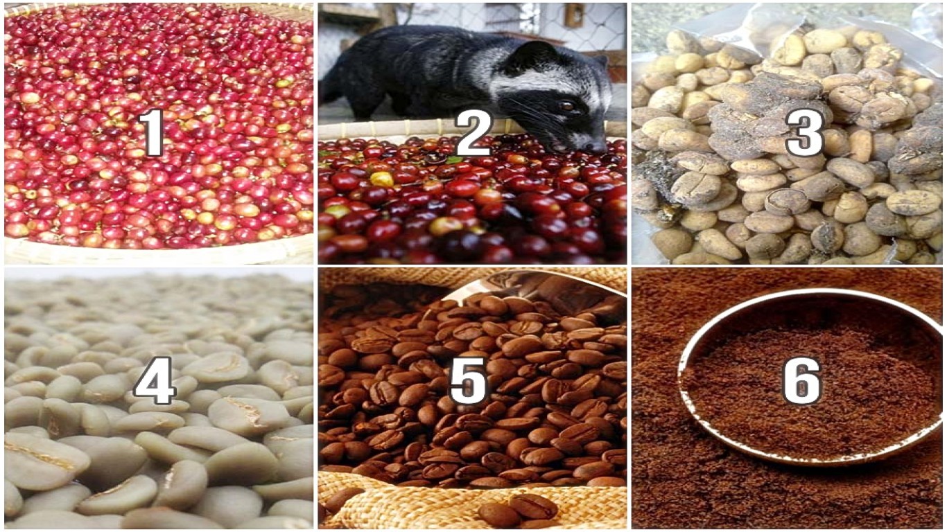 Sejarah Kopi Luwak yang Harus Diketahui