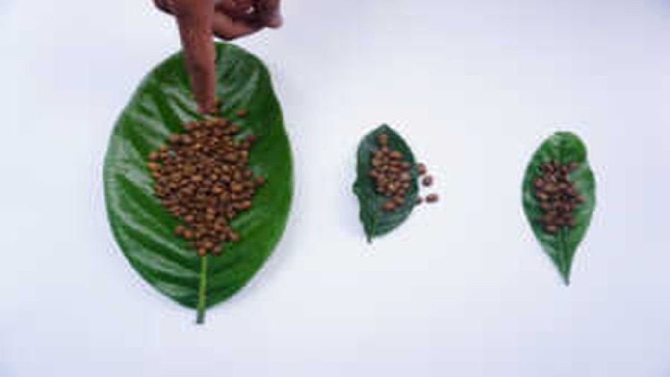 Kopi Wonosalam dan Keberlanjutan Lingkungan