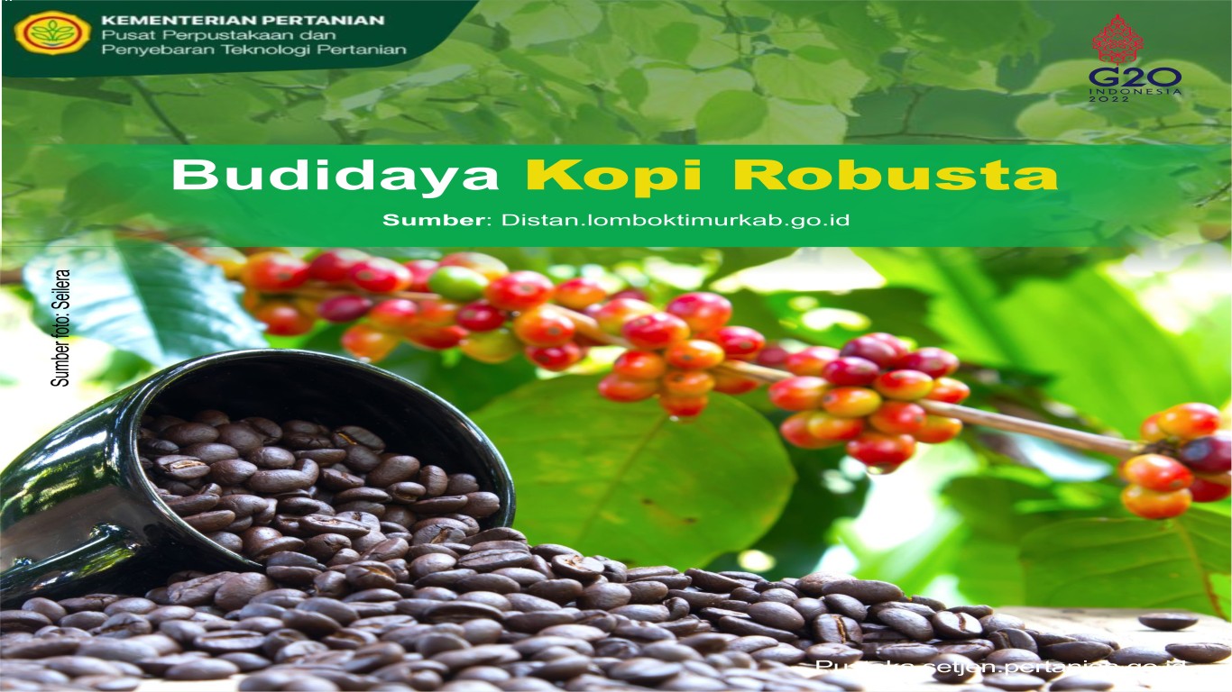 Kopi robusta dan Perjalanan dari Kebun ke Cangkir