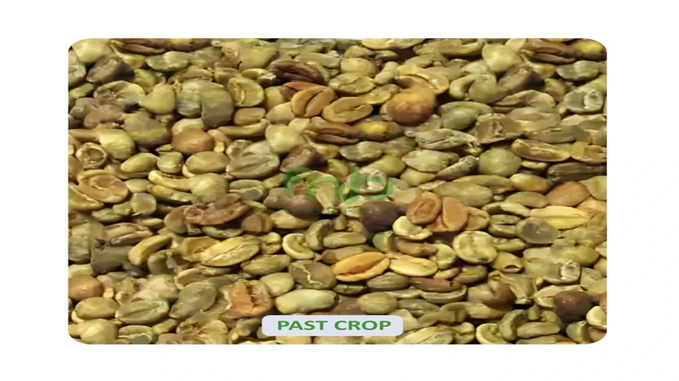 Kopi robusta dalam Dunia Specialty Coffee