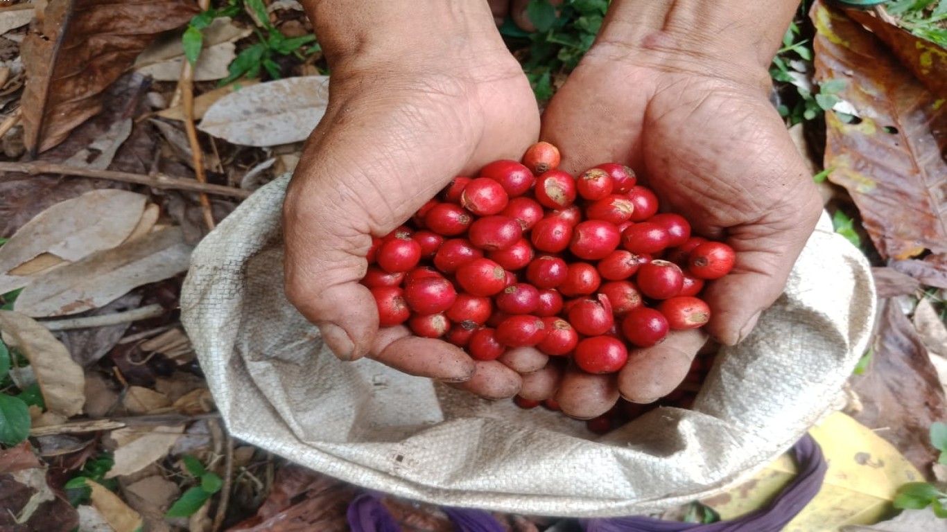 Kopi Wonosalam dan Peranannya dalam Perekonomian Lokal