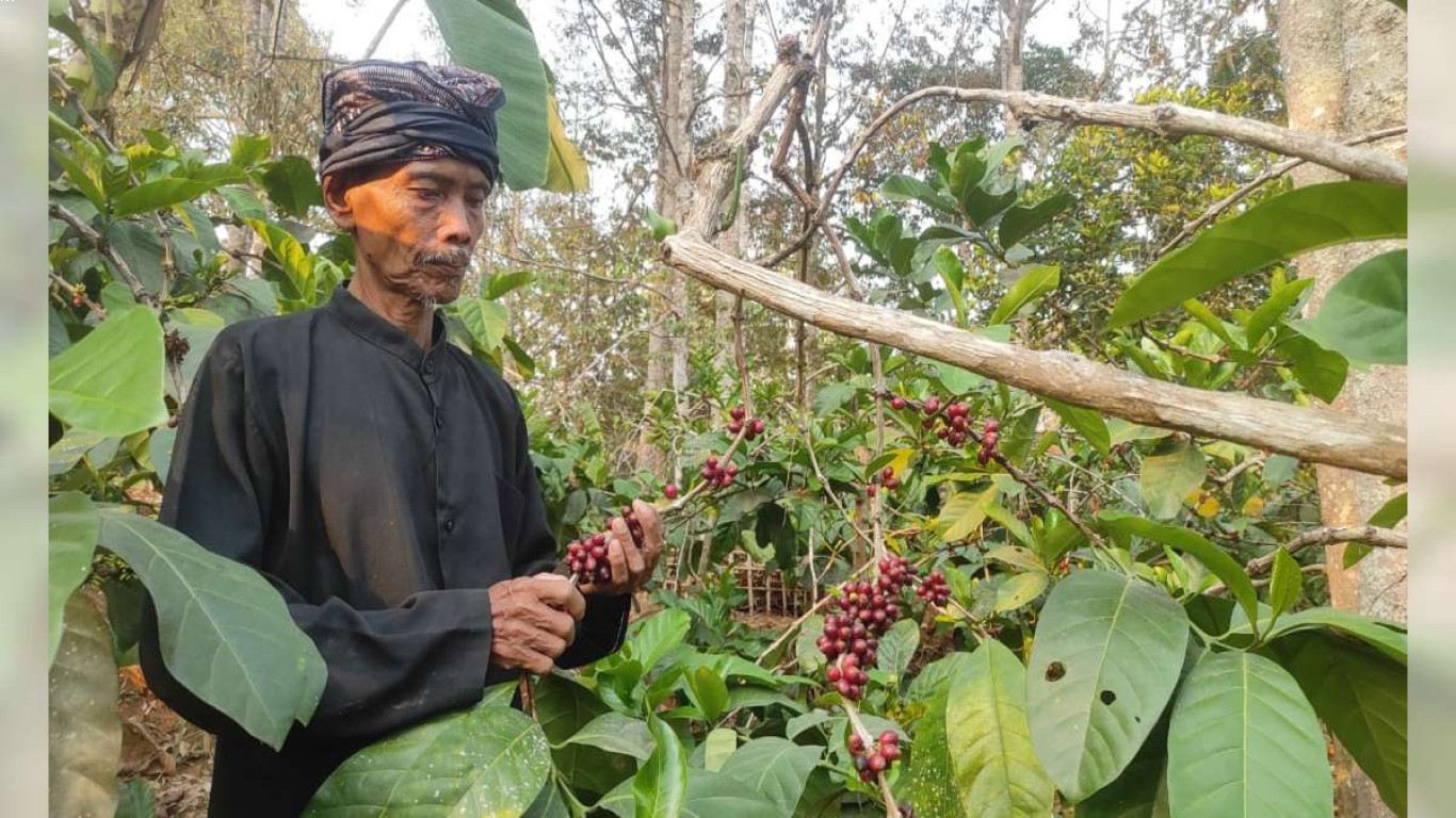 excelsa dalam Festival Kopi Lokal