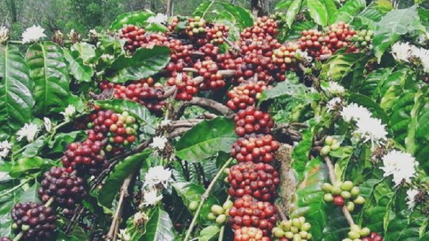 Budidaya kopi robusta di Indonesia