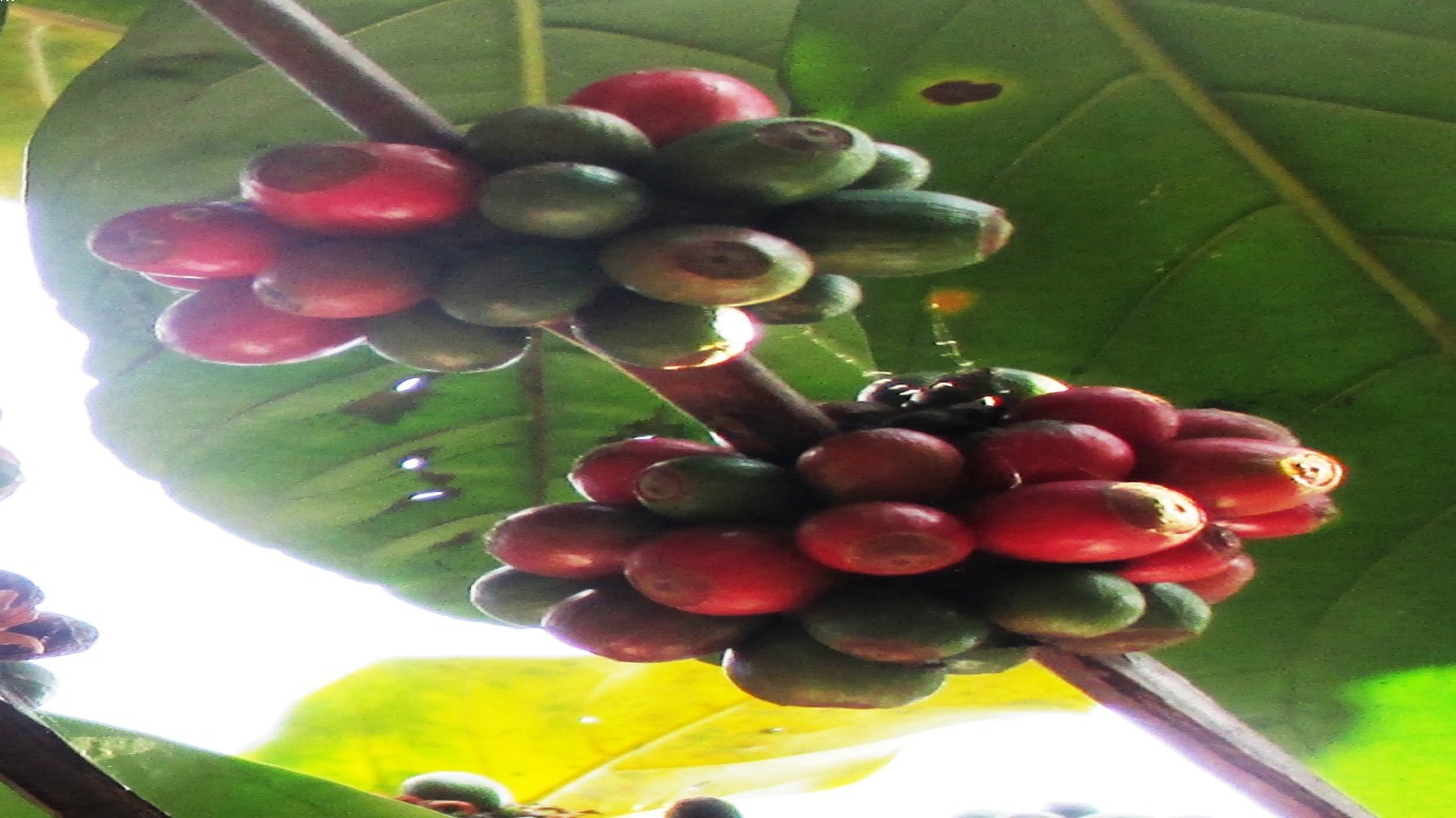 Mengenal Cita Rasa Kopi Wonosalam