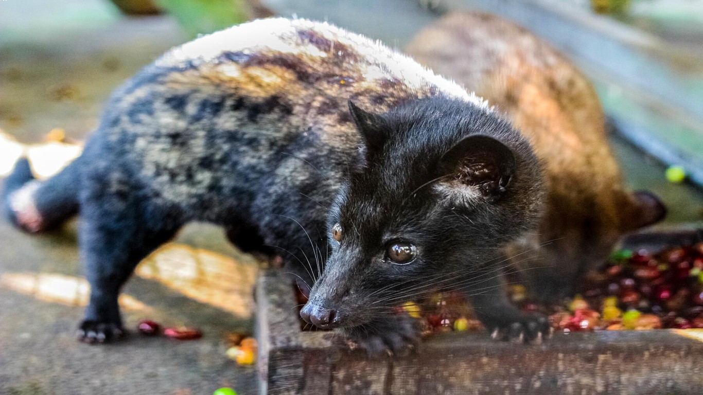 Kopi Luwak dan Perkembangannya di Era Digital