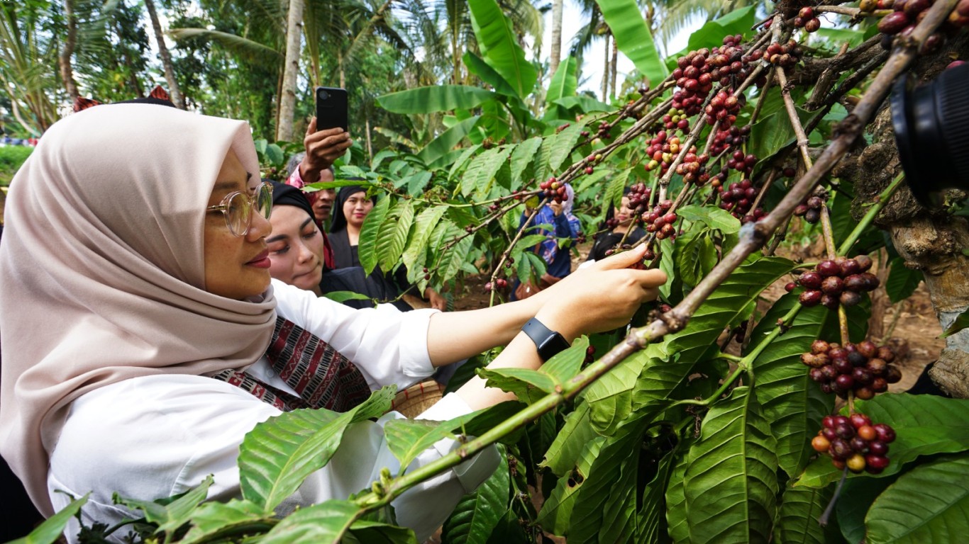 Proses Penanaman Kopi Wonosalam yang Ramah Lingkungan