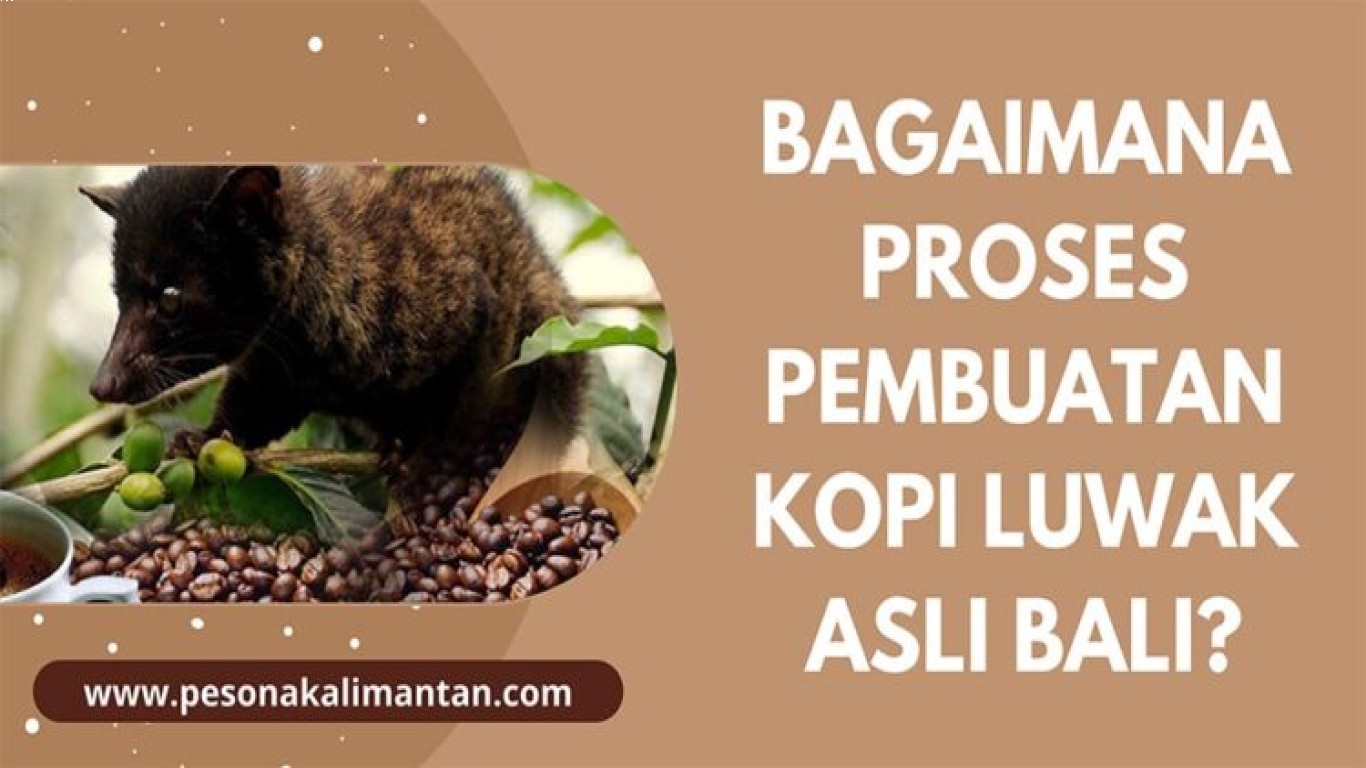 Kopi Luwak dan Proses Fermentasinya yang Unik