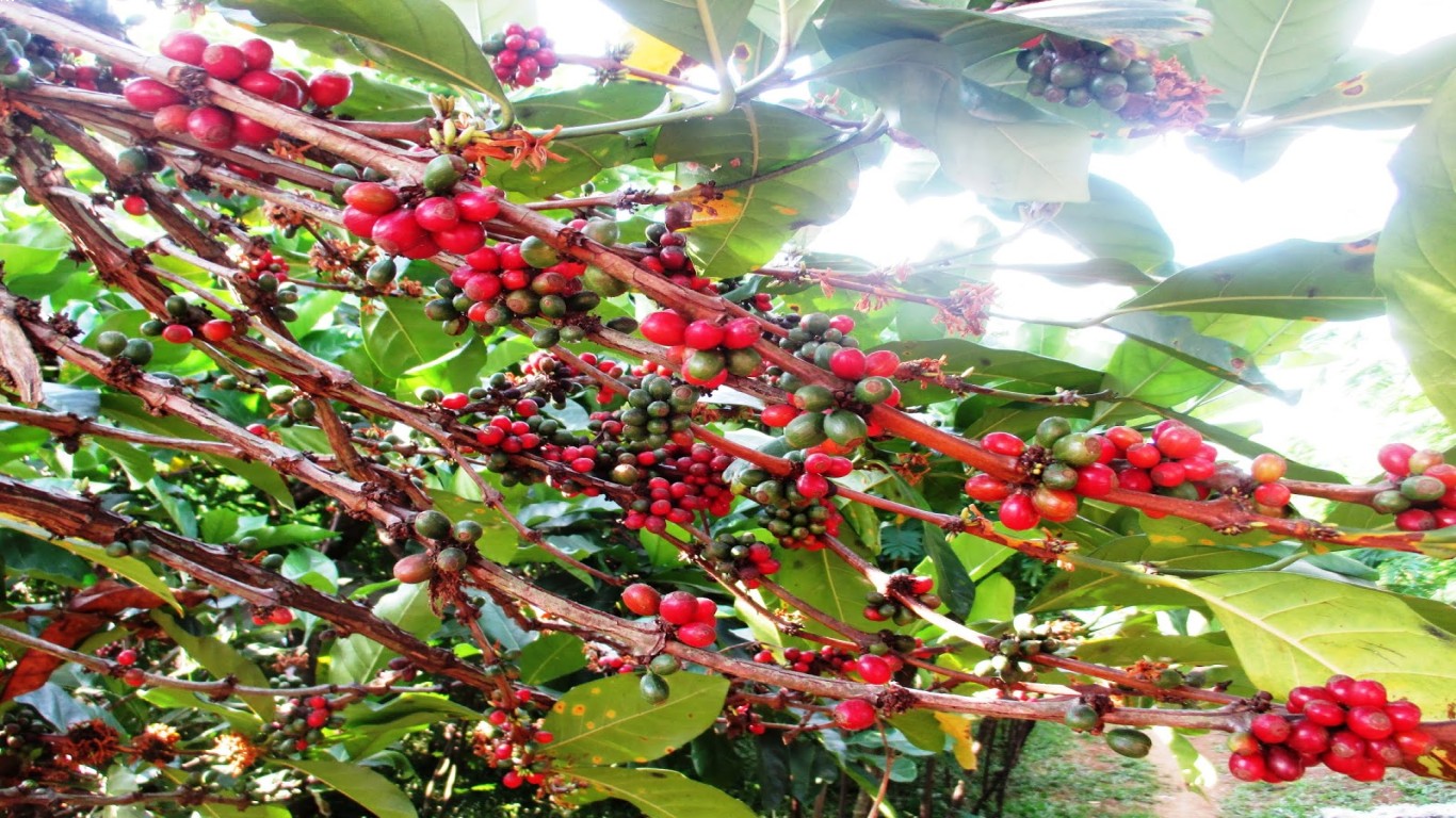 Kopi excelsa yang Unik dan Langka