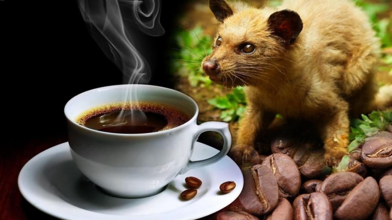 Kopi Luwak dan Prospek Keberlanjutannya di Dunia Kopi
