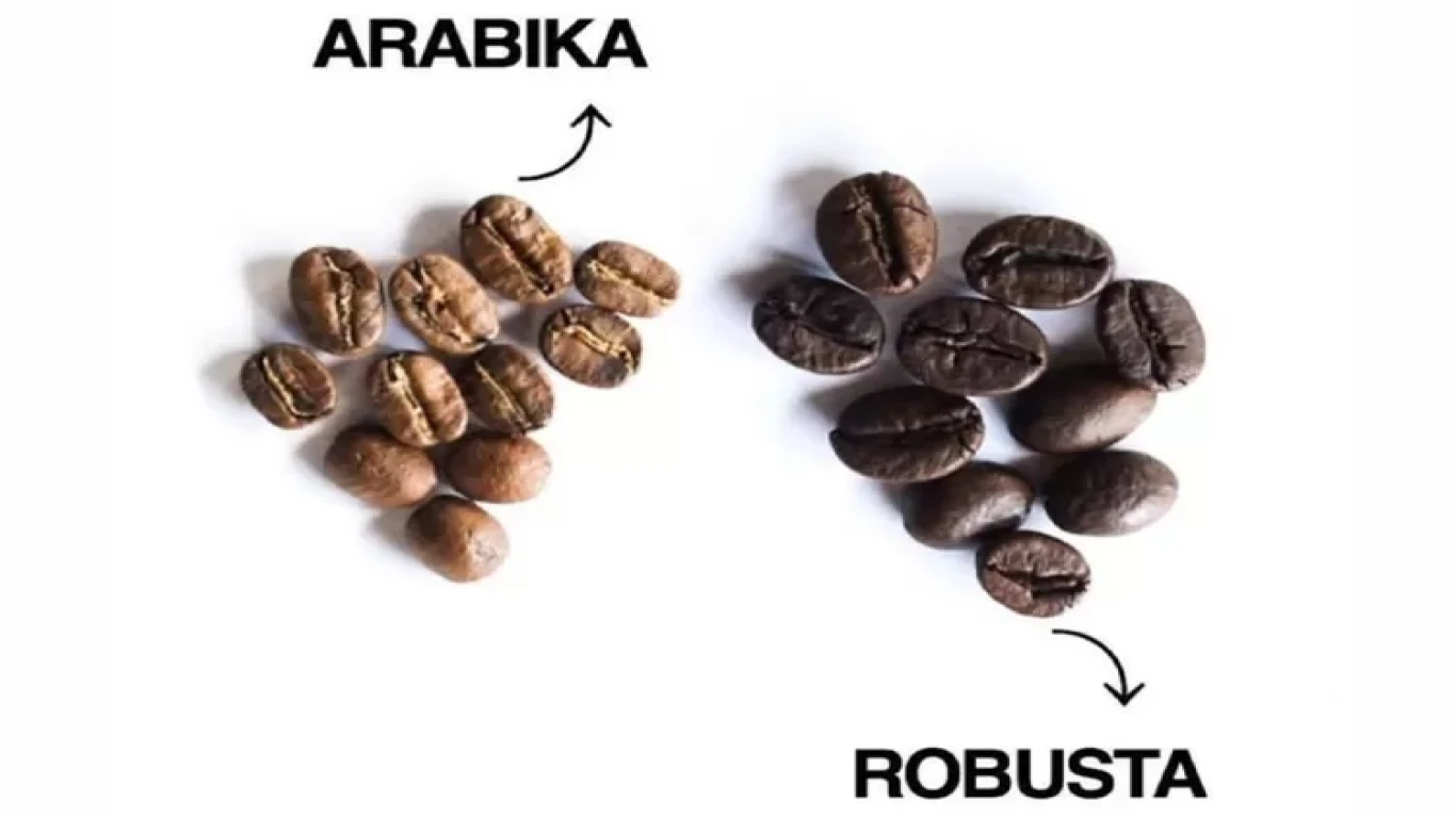 Manfaat kopi robusta