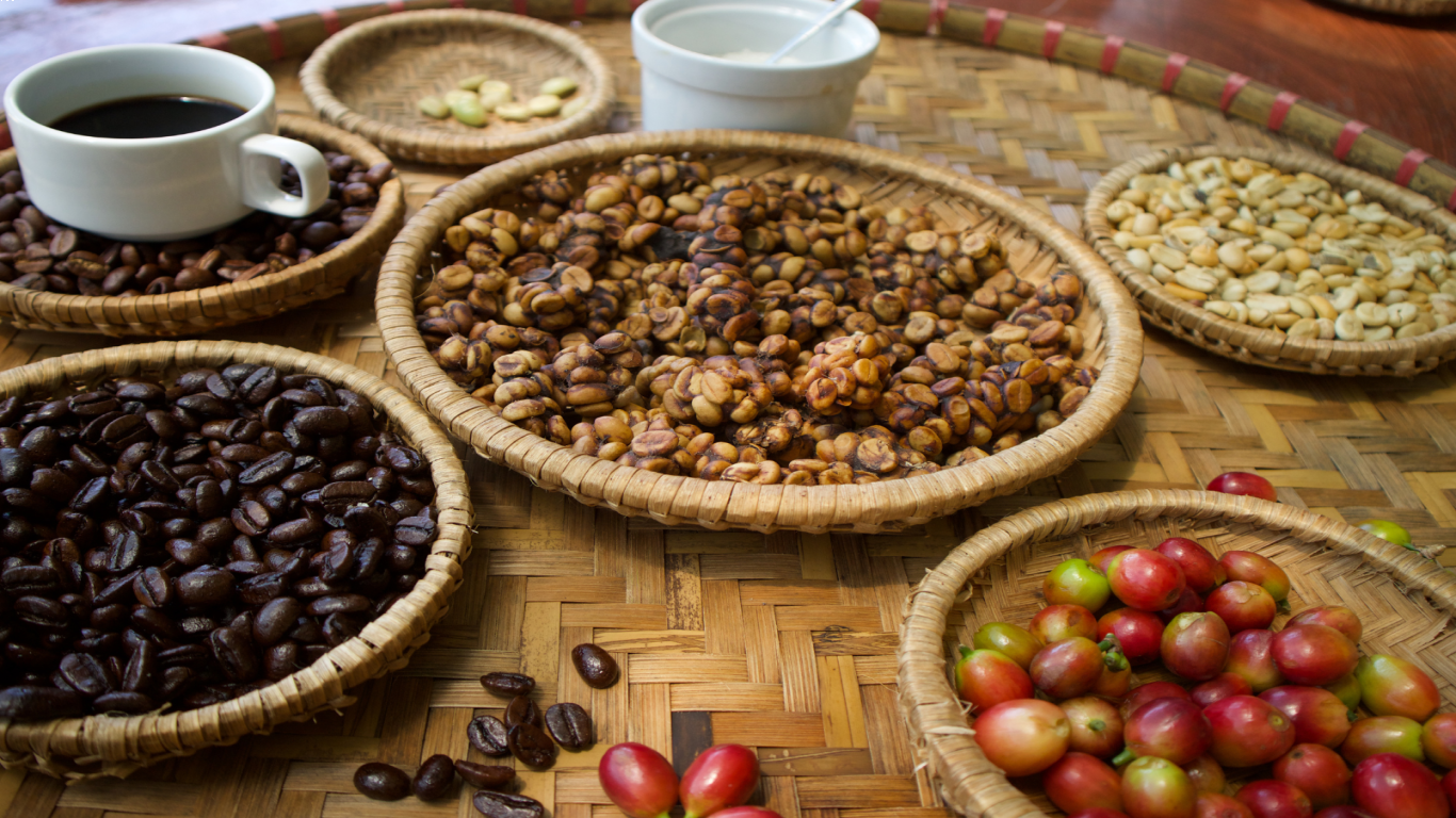 Keistimewaan Kopi Luwak yang Membuatnya Berbeda