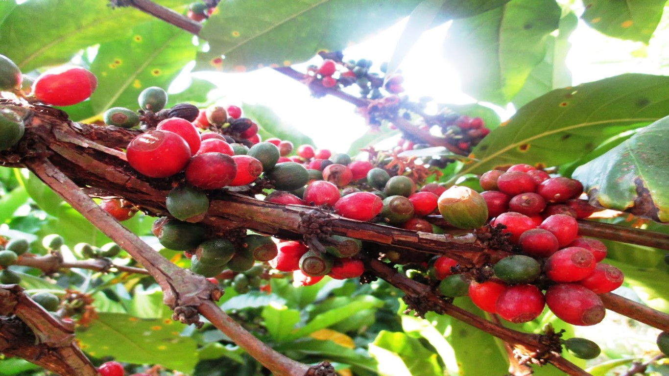 Kenapa Kopi Wonosalam Dikenal sebagai Kopi Terbaik