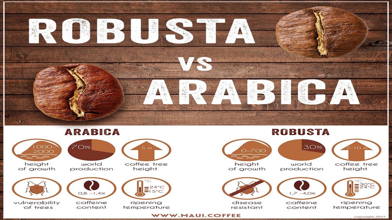 Kopi robusta dari Perspektif Barista
