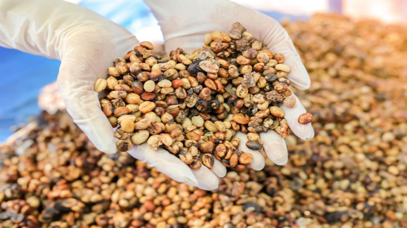 Proses Fermentasi Kopi Luwak yang Membuatnya Spesial