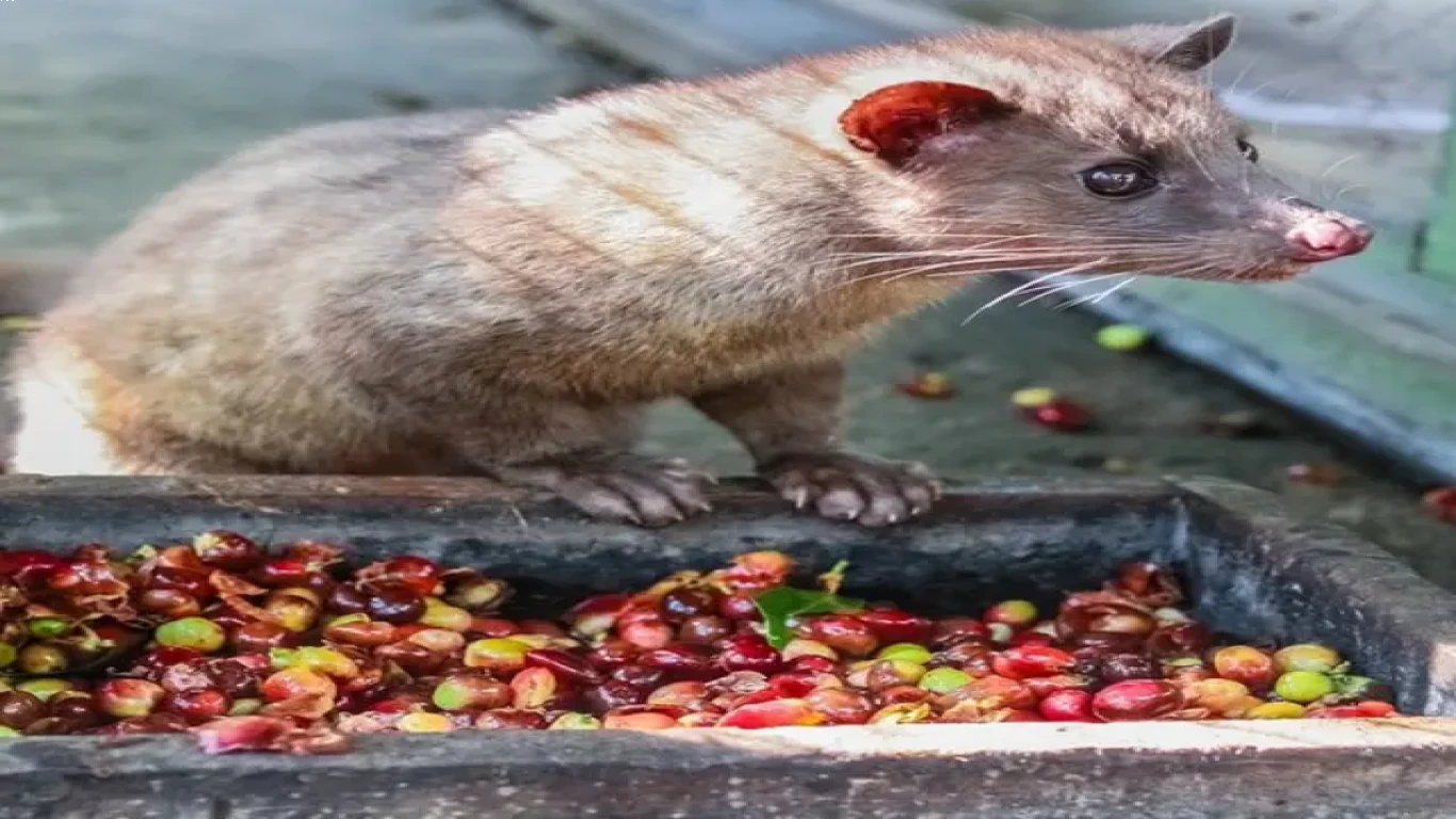 Mengapa Kopi Luwak Bisa Sangat Mahal