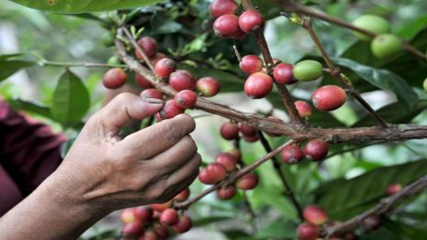 Kopi Wonosalam dan Peranannya dalam Industri Kopi Spesialti