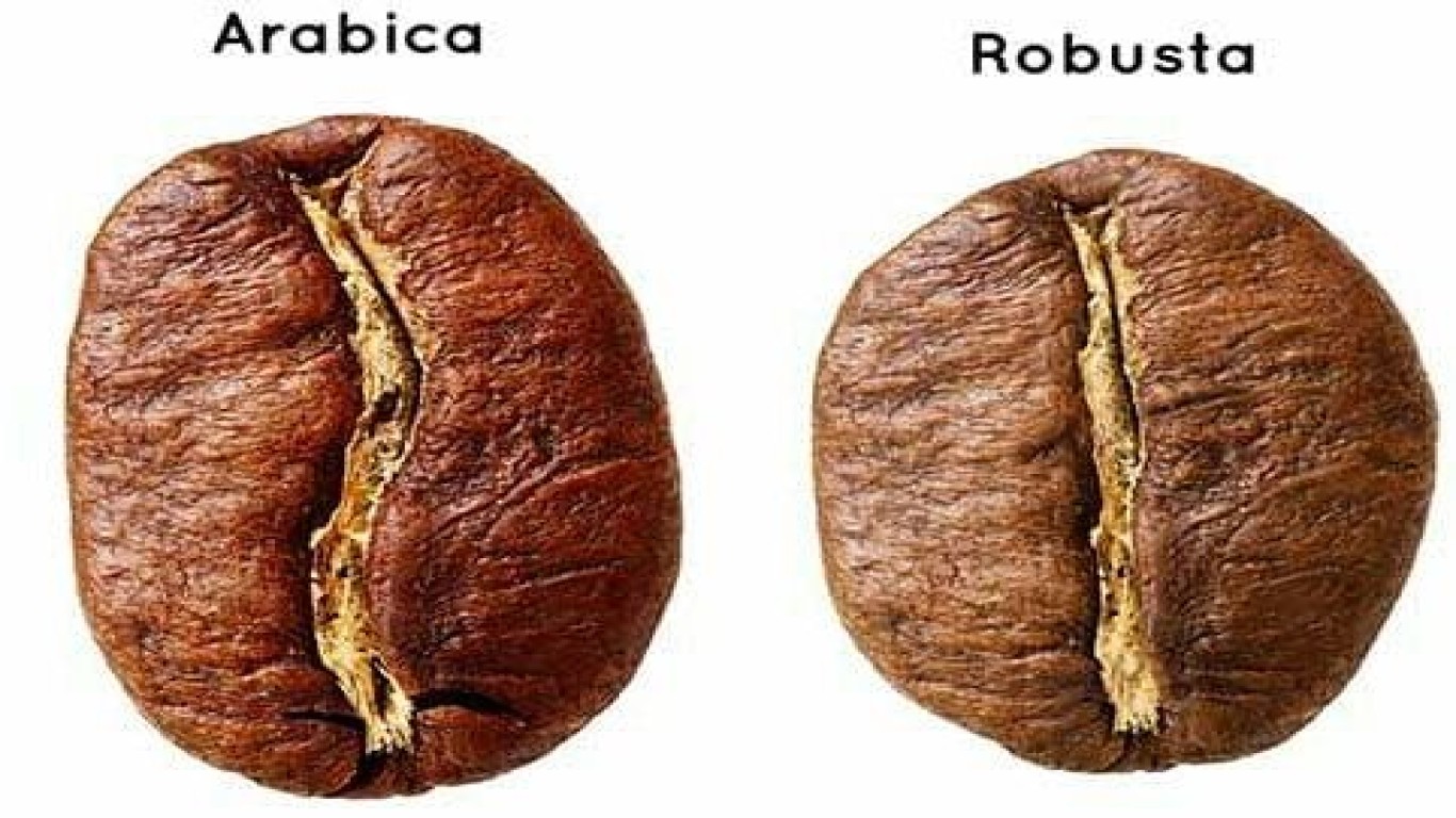 Eksplorasi Rasa Kopi robusta