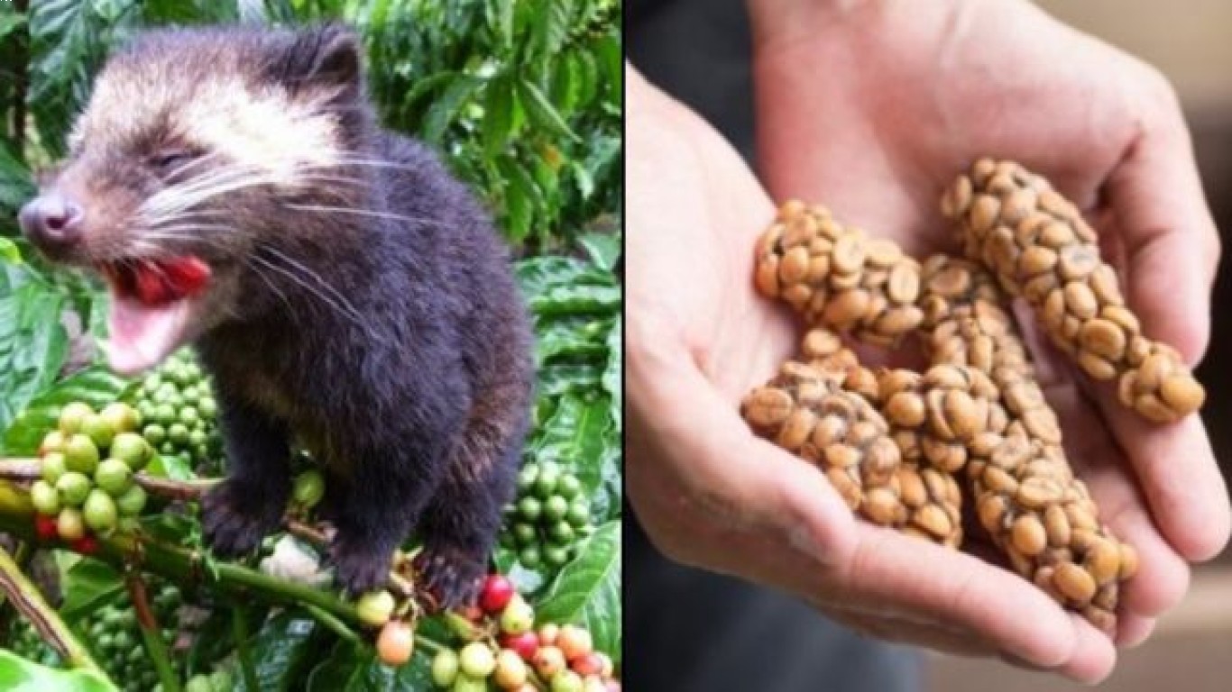 Mitos dan Fakta Kopi Luwak yang Perlu Anda Ketahui