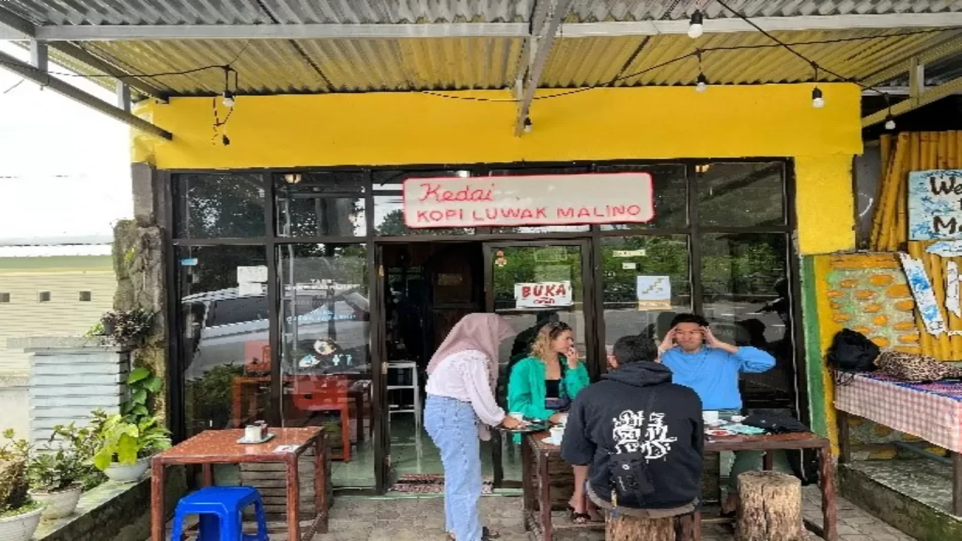 Menikmati Kopi Luwak yang Asli