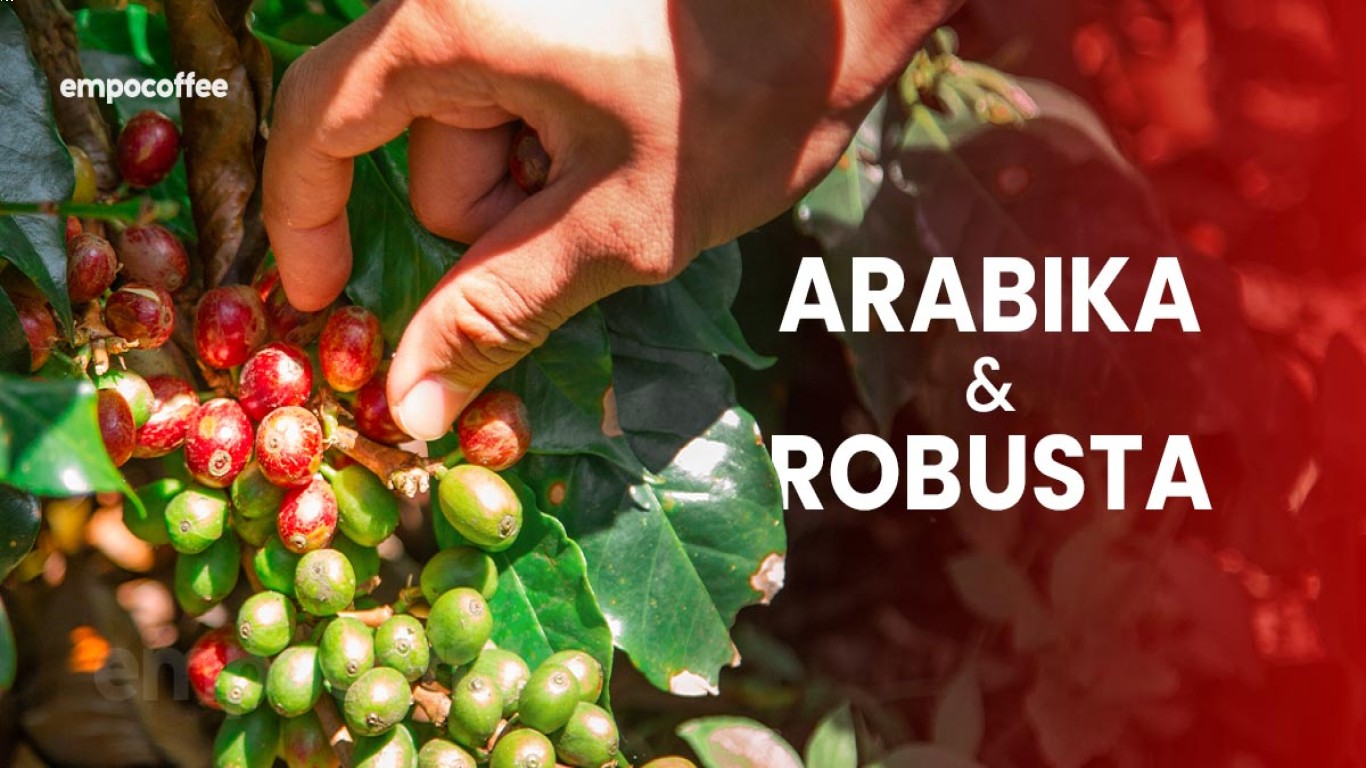 Tren Kopi arabika di Tahun Ini