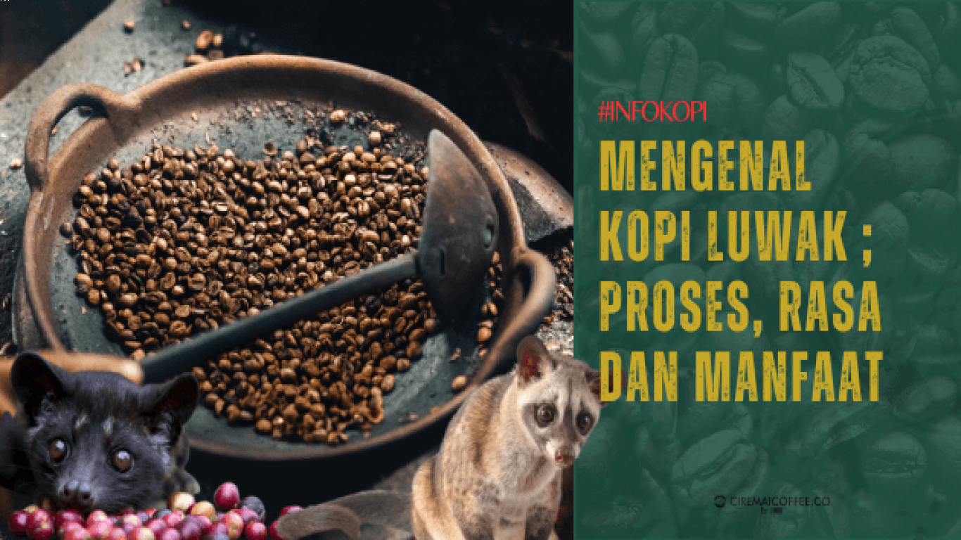 Keunggulan Kopi Luwak Dibandingkan Kopi Lain
