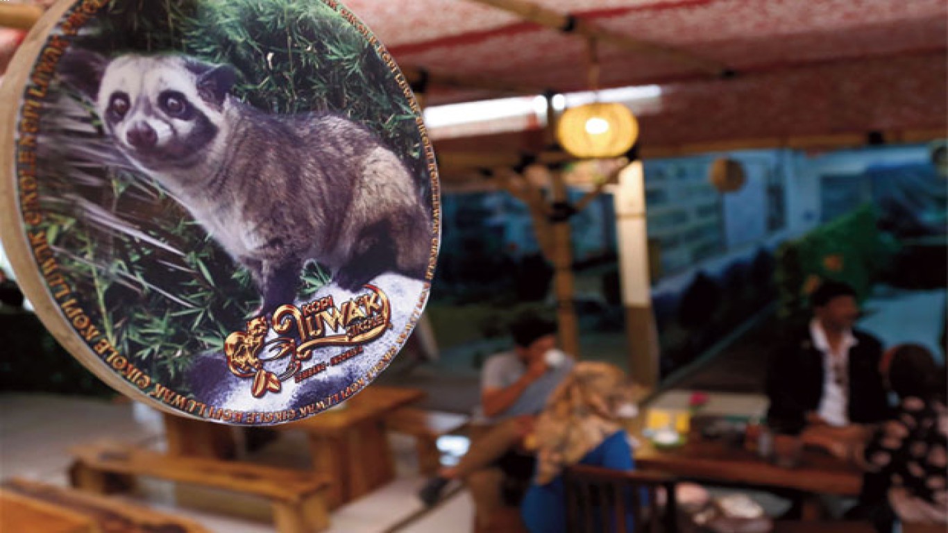 Menikmati Kopi Luwak di Tengah Suasana Santai